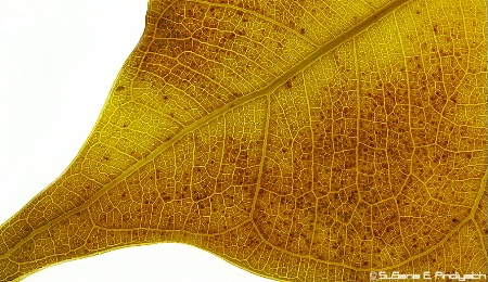 Golden Leaf