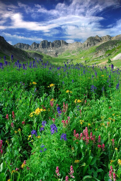 Wild Flower Landscape*