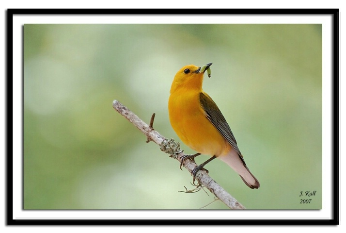 Prothonotary Warbler