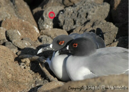 Black-necked stilt