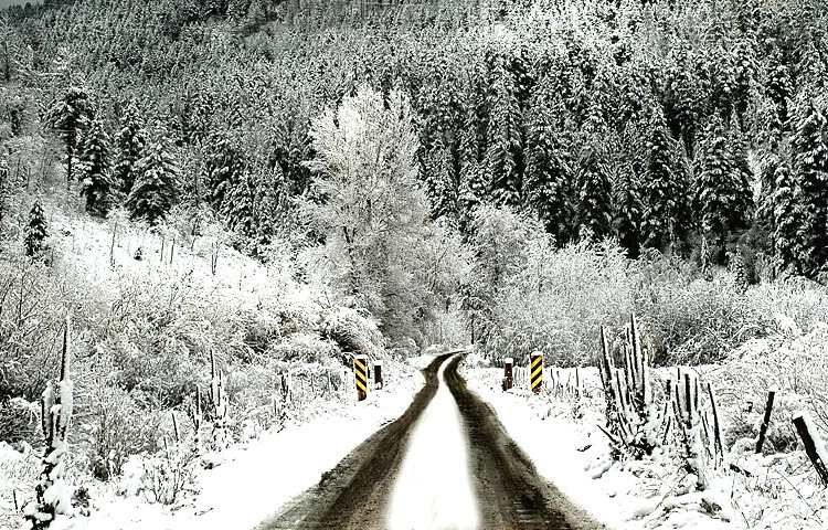 Snowy Path