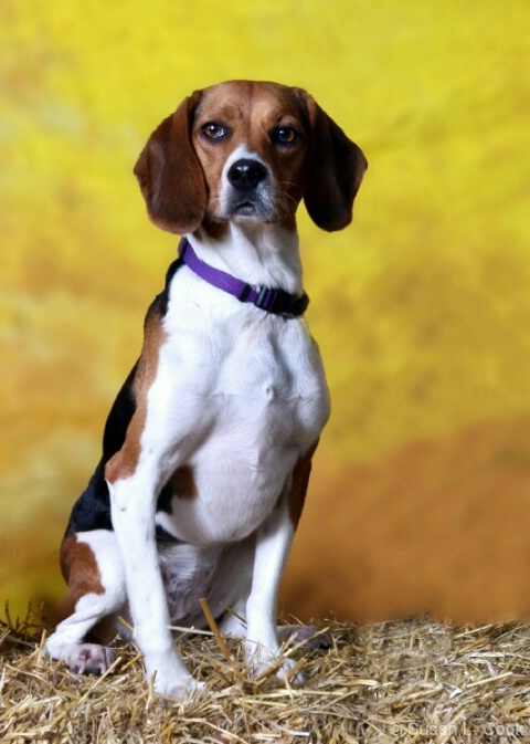 Regal Beagle