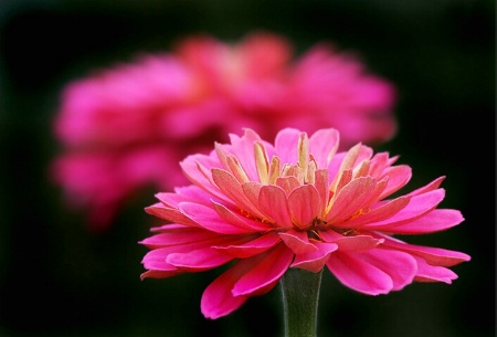 Hot Pink Zinnia