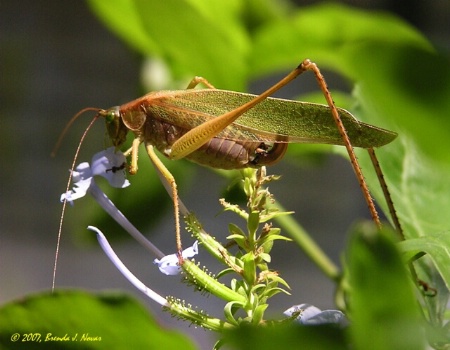 What Katydid...