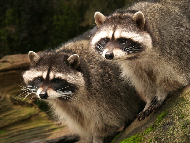 Two Racoons