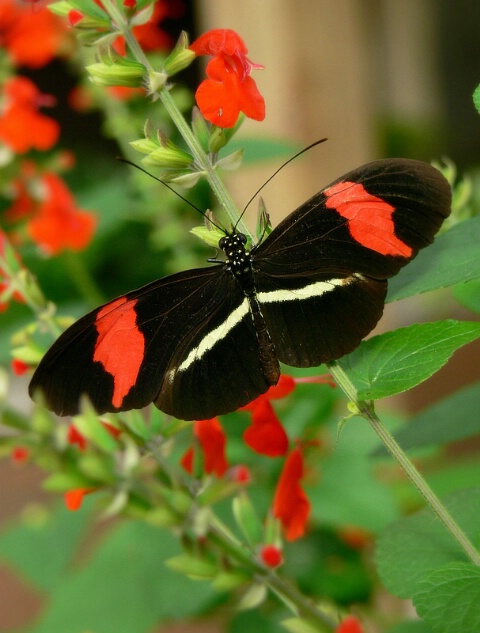 Reflections of Red