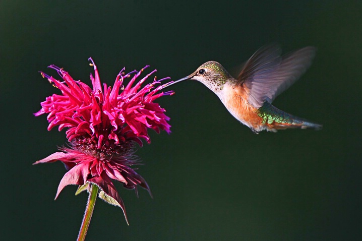 Rufous Hummingbird and Bee Balm