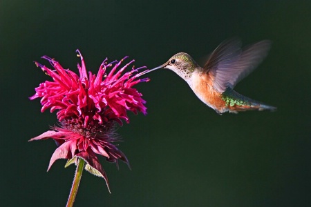 Rufous Hummingbird and Bee Balm