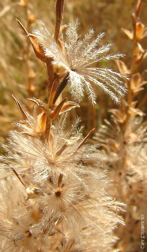 Autumn Feathers