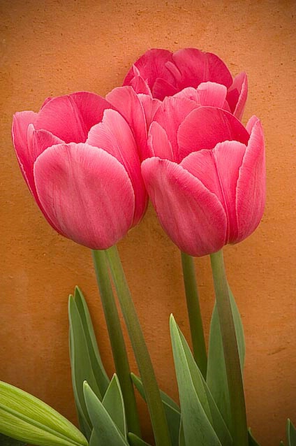 Floral against stucco