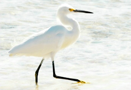 Snowy Egret