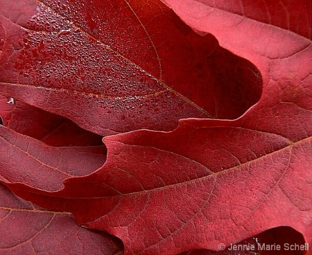 Red, Red Leaves
