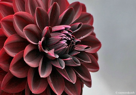 Burgundy Dahlia