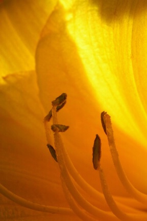 Canon 30D 180mm Backlit Day lily Canon 30D