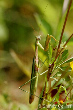 Macro Praying Mantis