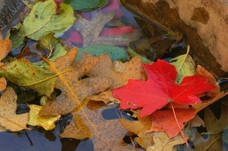 Oak Creek Canyon Fall, Close-up