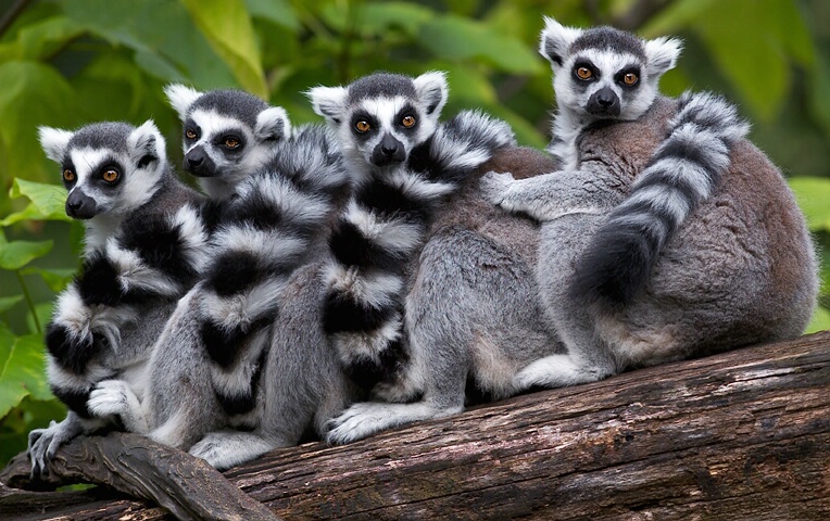 Lemurs