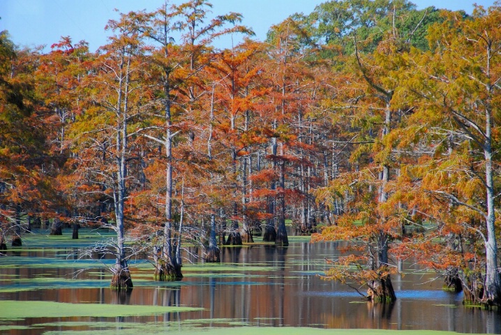 Fall On The Bayou 2