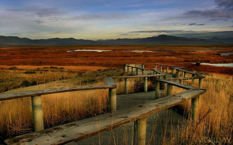 Salt Marsh Walkway