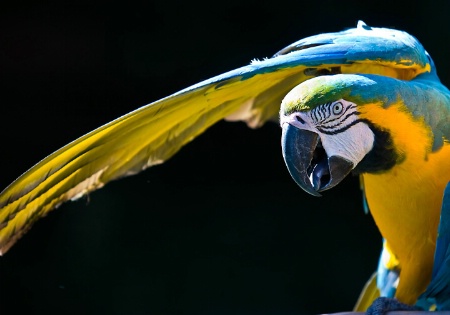 Kung Fu Parrot