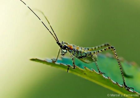 Leafhopper