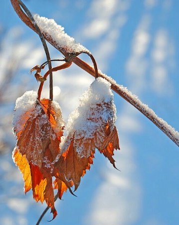 Winter Leaf