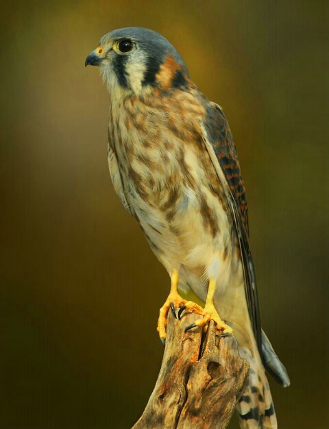 "Morning Kestral"