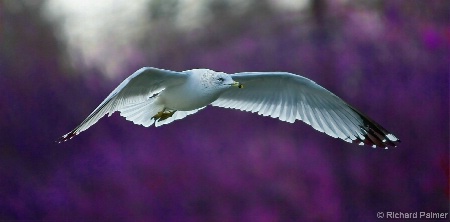 Royal Seagull