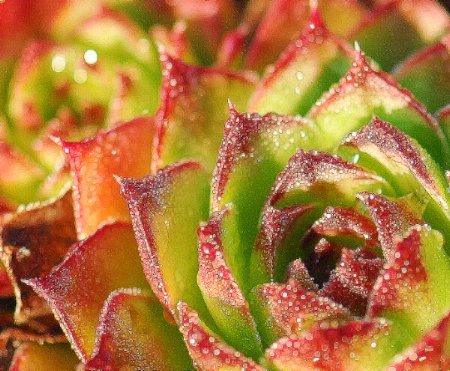 Hens & Chicks