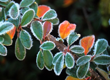 Green Leaves