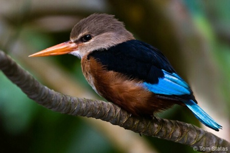 Kingfisher