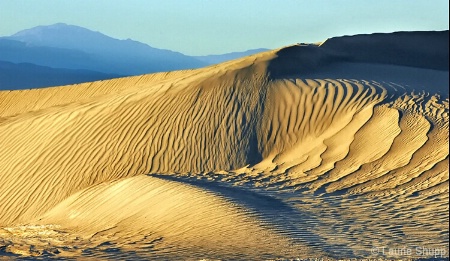 Anatomy of a Sand Dune