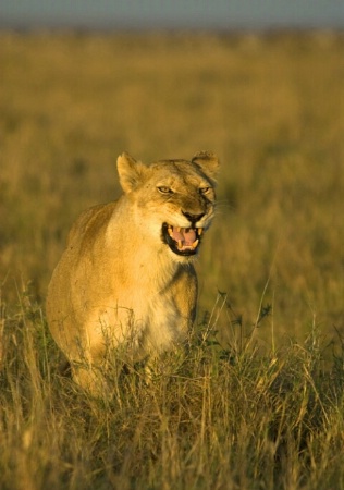 Lioness warning