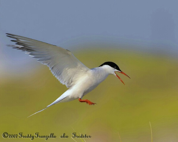 Tern  Protecting  The  Nest   - ID: 5204031 © Frederick A. Franzella