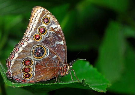  *A Day At The Butterfly Pavillion*