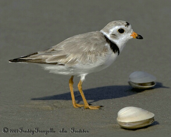 Piping  Plover - ID: 5232741 © Frederick A. Franzella