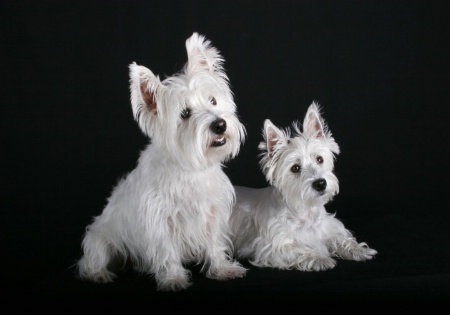 Westies