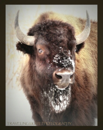 Snowy Bison