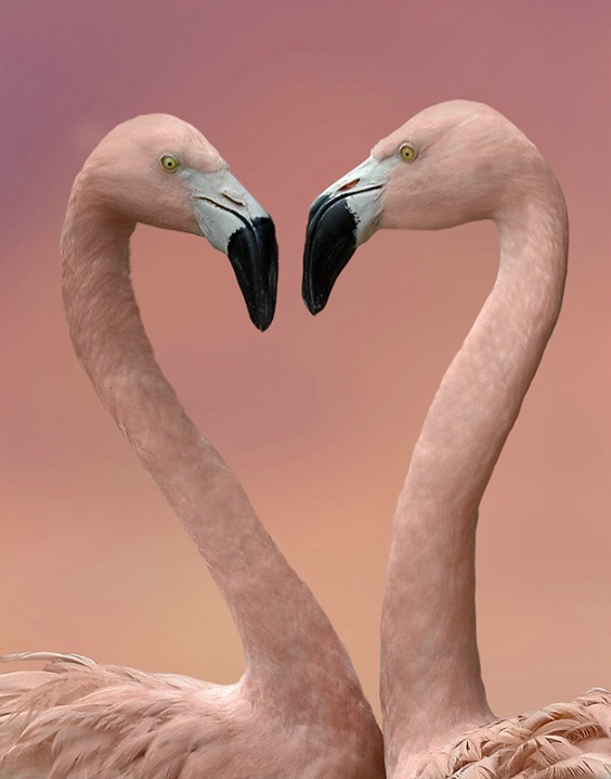 Flamingo Heart