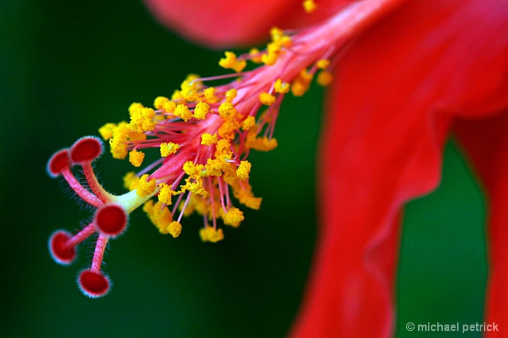 Hibiscus