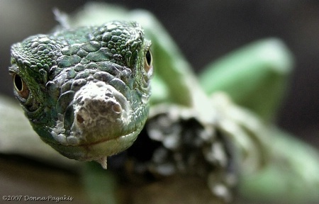 Baby Green Iguana 