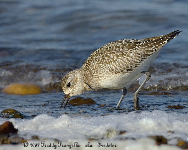 Black Belly Plover   ( Winter Plumage ) - ID: 5274282 © Frederick A. Franzella