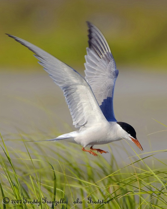 Tern  Protecting  The  Nest - ID: 5299342 © Frederick A. Franzella