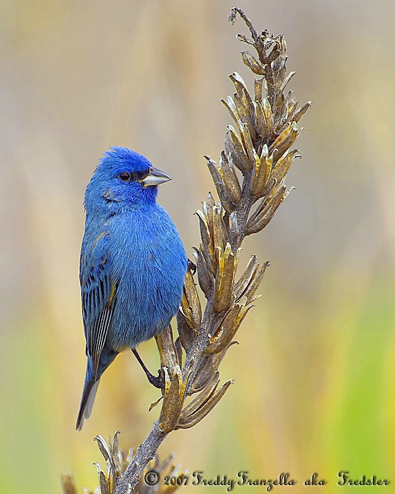 Indigo Blue Bunting - ID: 5338856 © Frederick A. Franzella