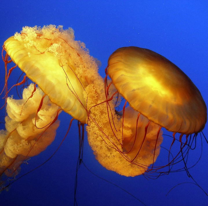 Jelly Fishing