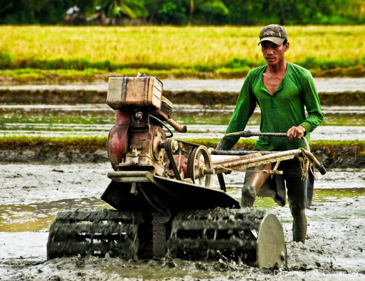 ~ ~ THE RICE FARMER