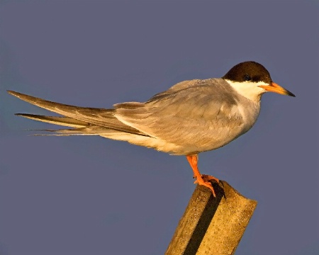 Tern at Daybreak
