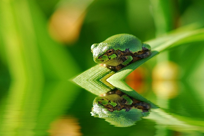 Frog reflection