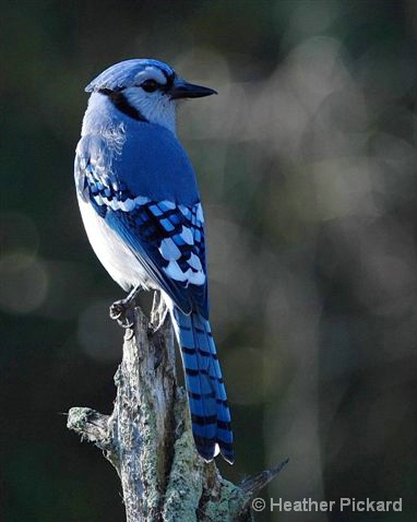 Blue Jay - tone adjusted 