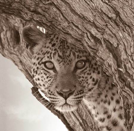 Female Leopard Botswana,